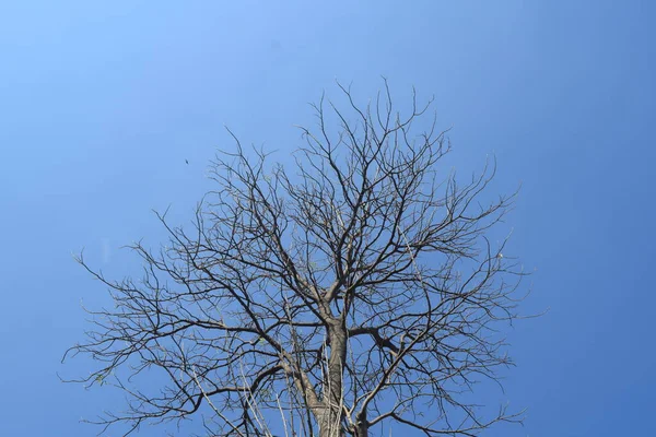 Büyük, çıplak, yaprak döken bir ağacın üst kısmı açık mavi gökyüzüne karşı kurulmuş..