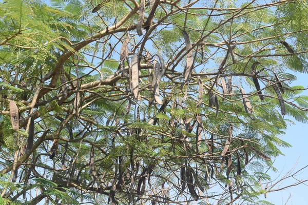 Bir Delonix reji ağacının yaprakları, genellikle Royal Poinciana ya da Flamboyant ağacı olarak bilinir..