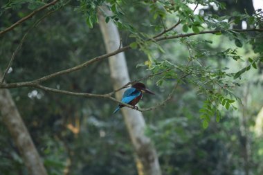 Beyaz boğazlı bir Kingfisher (Halcyon smyrnensis), ayrıca beyaz göğüslü Kingfisher olarak da bilinir..