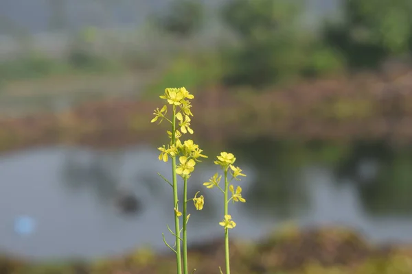Brassica ya da Sinapis cinsine ait sarı hardal bitkisinin çiçekli sapları. Beyaz hardal olabilir..