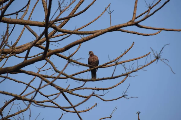 Küçük, kahverengi bir güvercinin fotoğrafı, muhtemelen benekli bir güvercin ya da bir ağacın çıplak dallarına tünemiş benzer bir tür..