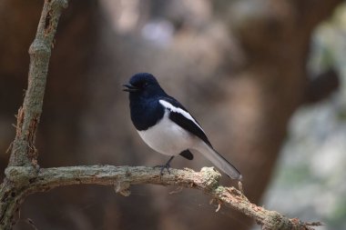 Doğulu bir Saksağan-Robin, görüntüde gösterildiği gibi, erkek kuş, parlak mavi-siyah üst parçaları, baş, boğaz ve üst göğüs, belirgin beyaz omuz bandı veya kanat demiri ile.