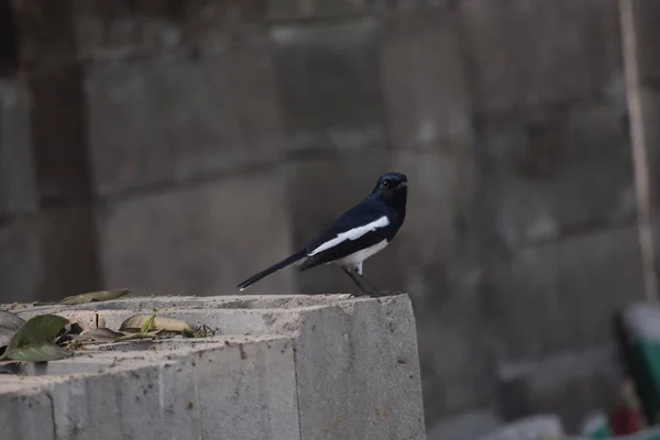 Doğulu bir Saksağan-Robin, siyah ve beyaz tüyleri ve uzun kuyruğuyla kendine özgü küçük bir kuş türüdür..