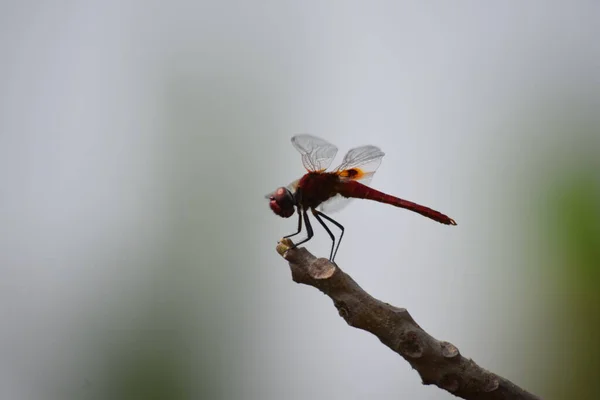 Yusufçuğun karnı belli bir açıyla kalkıyor. Bu davranış, yusufçukların güneşe maruz kalan yüzey alanını en aza indirerek sıcak ve güneşli günlerde vücut sıcaklıklarını düzenlemek için sıklıkla kullandıkları dikilitaş duruşu olarak bilinir..