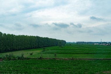 yeşil çimenler ve ağaçlar tarlada