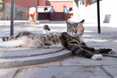Şehirdeki kaldırımda yatan sevimli bir kedi..
