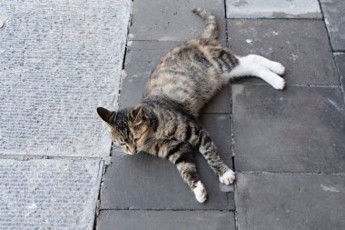 Eski Kudüs, İsrail 'in sokaklarında sokak kedileri