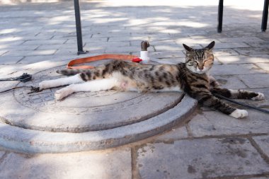 Açık havada bir kedi.