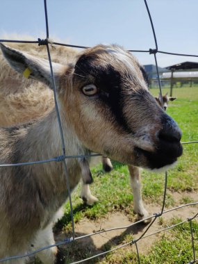 Çimen tarlasında çitin arkasındaki keçi kameraya tuhaf bir ifadeyle bakıyor.