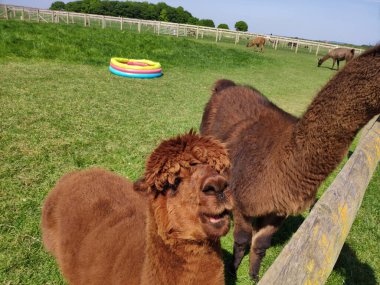 Hayvanat bahçesinde pipetli kahverengi bir lama.