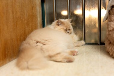 Odada uyuyan sevimli kedi.