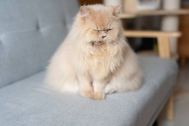 Oturma odasındaki sevimli kedi.