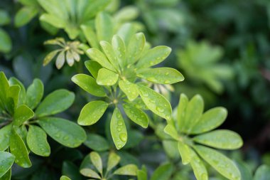 Bahçede yeşil yapraklar