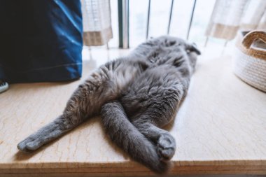 cute cat lying on the floor at home