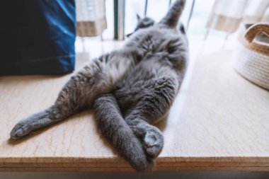 Yerde yatan sevimli kedi.