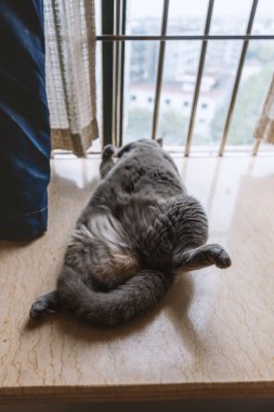 Kedi pencere eşiğinde yatıyor.