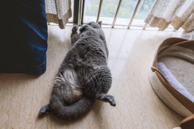 kedi yatakta yatıyor.