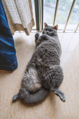 Pencerenin pervazında sevimli bir kedi