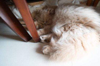 Kedi yerde yatıyor.