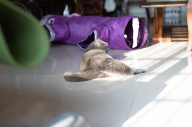 Şirin tüylü kedi portresi