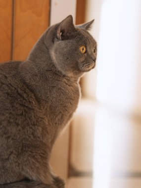 Sarı gözlü İngiliz kısa hava kedisinin portresi.