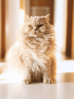 Beyaz arka planı olan bir kedi.