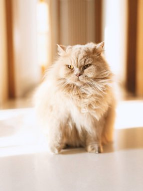 Tahta arka planda sevimli bir kedi.