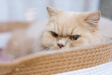 Şirin İngiliz kedisinin portresi, evcil hayvan