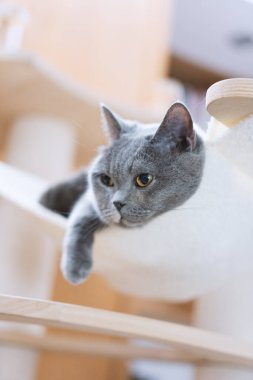 Ahşap bir yerde yatarken beyaz kedi