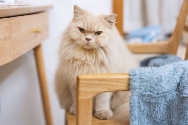 Bir kedi sandalyede oturuyor. yüksek kaliteli fotoğraf