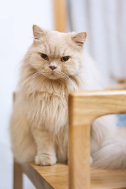 Odadaki İngiliz kedisi