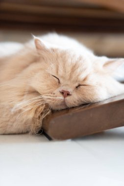 Beyaz arka planda uyuyan sevimli bir kedi.