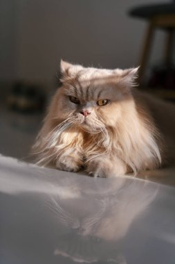 Beyaz kürklü ve kırmızı gözlü İngiliz kedisi, portre