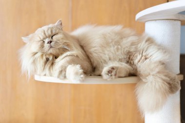 Kedi ahşap zeminde, yakın görüş