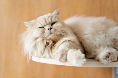 Güzel bir İngiliz kedisinin portresi. Yaklaş.