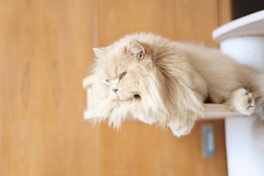 Güzel kedi bir evde yerde yatıyor..