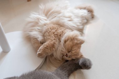 kedi yatakta yatıyor.