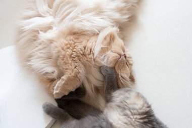 Kedi beyaz zeminde uyuyor.