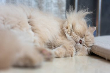 Kanepede uyuyan kedi