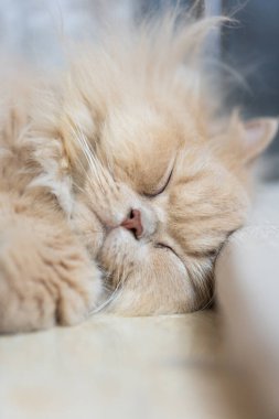 Kedi yatakta uyuyor, yakın çekim manzarası.