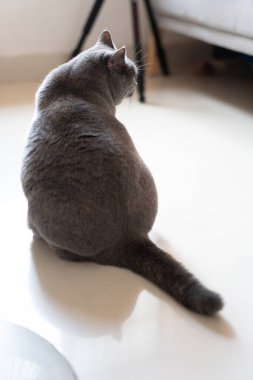 Kedi yerde yatıyor.