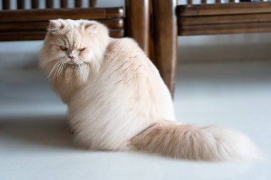 Kedi oturma odasında yatıyor.