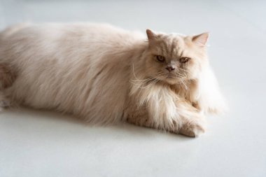 Kedi kanepede yatıyor. Yumuşak kedi. kedi