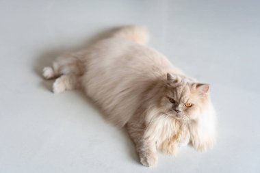 Beyaz kedi yerde yatıyor.