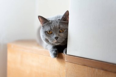 Pencereden dışarı bakan İngiliz kısa hava kedisi.