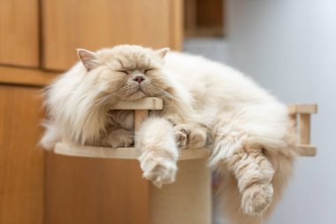 Tahta bir masada yatan güzel bir kedi. Kedi uyuyor. evcil hayvan.