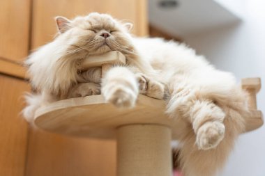 Güzel pofuduk kedi ahşap bir masada uyuyor.