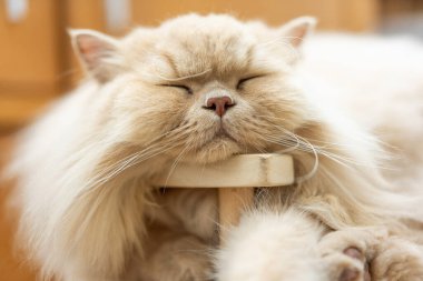 Uzun kızıl saçlı şirin bir kedi tahta bir sandalyede yatıyor..