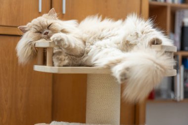 Güzel kedi sandalyede uyuyor..