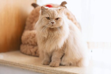 Kedi odada, yakın - sevimli evcil hayvan.